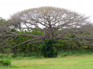 venezuela e cambogia 2013 001 (218)