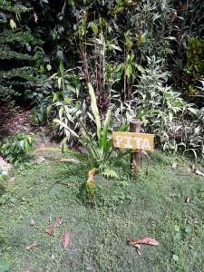 Pita. Pianta medicinale