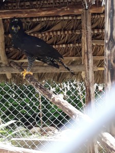 aquila amazzonica-arpia