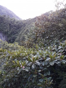 scorcio di foresta pluviale secondaria