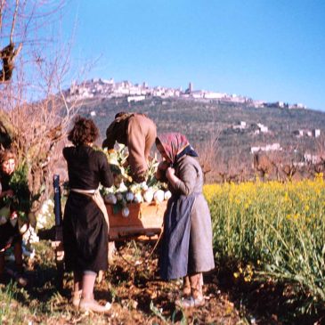 L’agricoltura nell’Aretino (1946-1990)